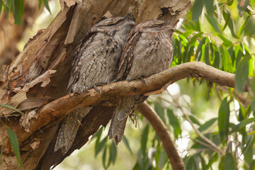 Ein Eulenschwalm Paar - Tawny frogmouth, Podargus strigoides, auf einem Myrtenheide Melaleuca Baum an der Ostküste Australiens - Byron Bay.
