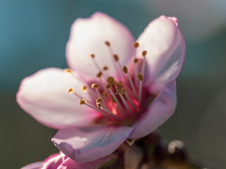 Fototapeta premium Detail of a pink almond blossom at dawn
