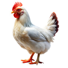 Fototapeta premium White chicken isolated on white background as transparent. PNG. AI GENERATED