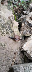 snail on a stone