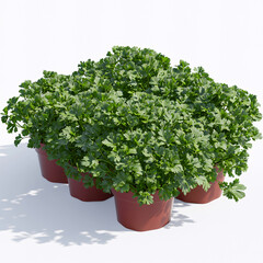 Fototapeta premium Several potted parsley plants with vibrant green leaves, arranged against a clean white background, casting shadows.