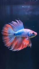 A stunning betta fish with vibrant blue and red colors swimming gracefully in aquamarine water.