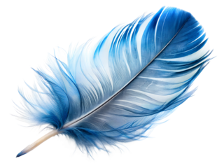 blue feather on white background