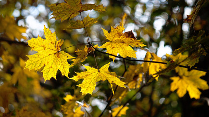 yellow maple leaves