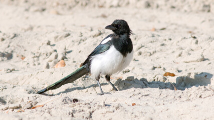 black winged blackbird