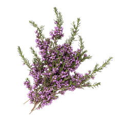 Delicate Flowering Heather Plant with Purple Bloom Isolated on Transparent Background