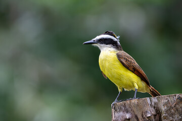 The great kiskadee, Pitangus sulphuratus, called bem-te-vi, pitogue etc.