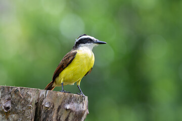 The great kiskadee, Pitangus sulphuratus, called bem-te-vi, pitogue etc.