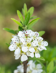 wild fruit trees and wild pear tree flowers
