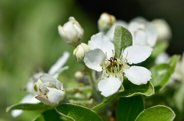 wild fruit trees and wild pear tree flowers
