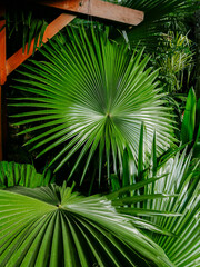 Chinese umbrella palm leaves (livistona chinensis) near Rangoon.