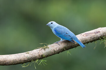 Thraupis episcopus, The blue gray tanager, is a medium sized songbird