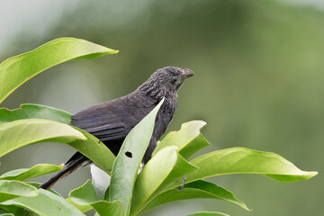 The Groove-billed ani, Crotophaga sulcirostris is a bird in the cuckoo family