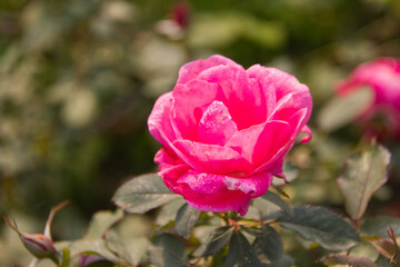 Pink Roses blooming in Summer