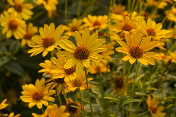 Yellow Flowers in the Garden