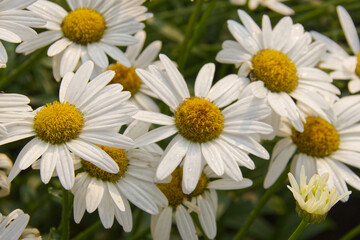 Obraz premium Daisy blooming in the garden