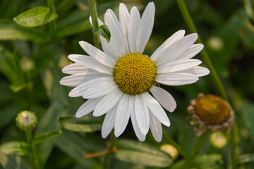 Obraz premium Daisy blooming in the garden