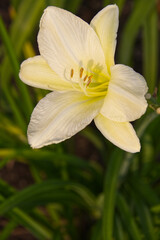 Fototapeta premium Pale yellow lily in Bloom