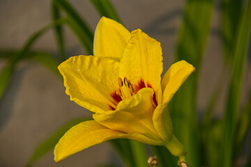 Fototapeta premium Bright yellow lily in Bloom