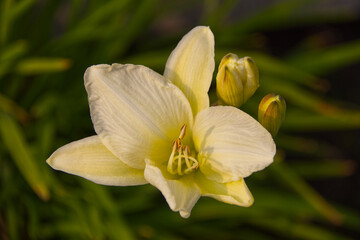 Pale yellow lily in Bloom