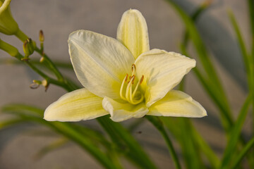 Fototapeta premium Pale yellow lily in Bloom