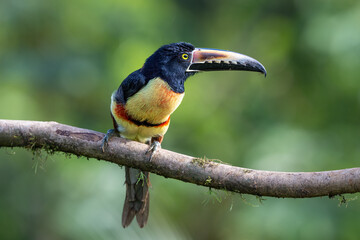 The collared aracari or collared aracari, Pteroglossus torquatus, on the branch