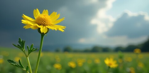 Single stem of yellow moonshine yarrow against gray sky, landscape, stem
