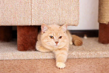 A cat is currently resting on the floor beneath the couch