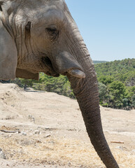 African elephant head in profile with long trunk and worn ivory tusk.