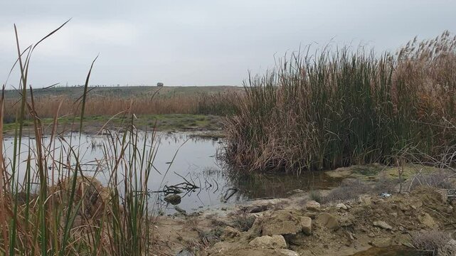 Reeds Covered Lake