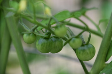 Unripe Green Cherry Tomatos in a Vegetable Garden