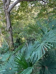 Fototapeta premium green palm tree