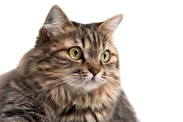 Tabby cat isolated on white background.