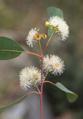 natural plants and flowers. Photos of eucalyptus tree flowers and seeds.