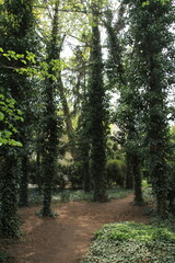 Long path in the  green woods