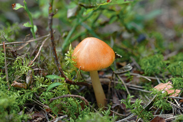 Tawny Grisette (Amanita fulva). Small single wild mushroom with textured cap growing in damp forest environment, emphasizing the organic beauty of woodland fungi