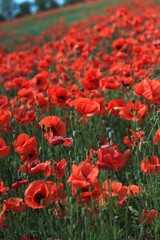 red poppies in the field