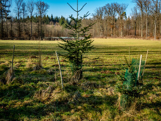 Aufforstung am Waldrand