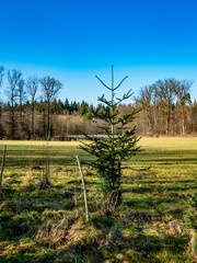 Aufforstung am Waldrand