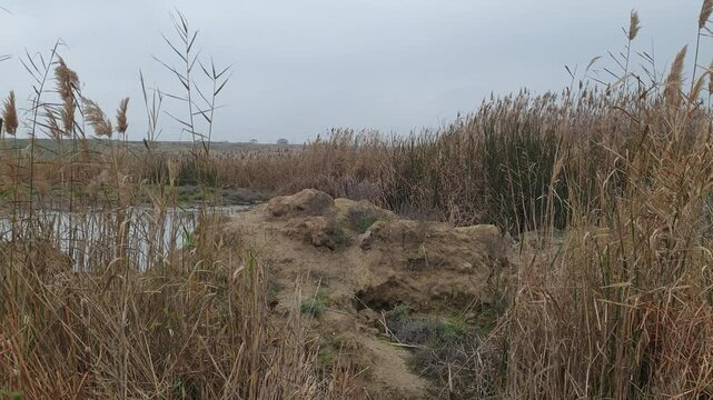 Reeds Covered Lake