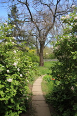 footpath in the park