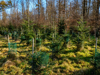 Fototapeta premium Aufforstung am Waldrand