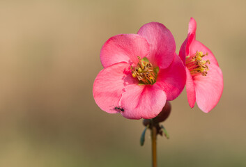photos of various garden ornamental flowers