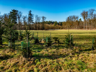 Obraz premium Aufforstung am Waldrand
