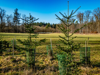 Aufforstung am Waldrand