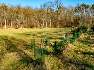 Aufforstung am Waldrand