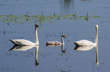 Trumpeter Swans with Cygnet Swimming in a Tranquil Lake