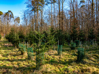 Aufforstung am Waldrand