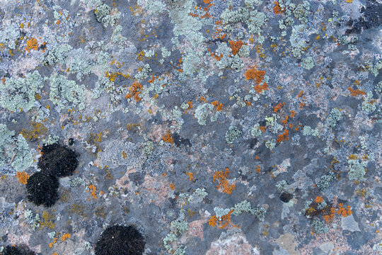 Moss and lichen on the rock surface. Various color and shapes. Nature pattern. Texture of lichens