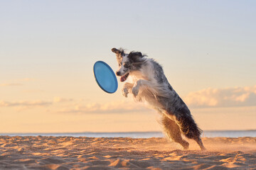 A Border Collie catches a frisbee mid-air on a sandy beach at sunset, framed by warm light. The...